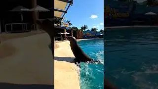 Just a seal living the chill life #ytshorts #funnyanimals #shortsviral #reels