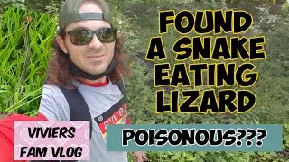 FOUND A SNAKE CAUGHT A LIZARD FOR FOOD | caught on cam | Palawan Farm