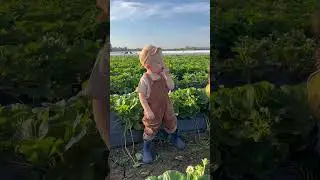 Проверка нагрянула ! #башкирия #клубника #клубникавбашкирии #strawberryfarming