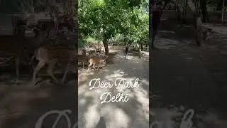🦌 🦌 🦌 Loved it !! Breaking the pattern, random reels of real life 👍DeerPark, hauskhasvillage