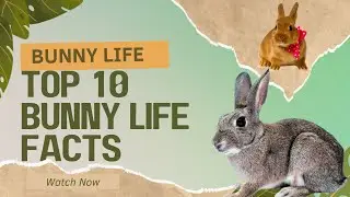 Top 10 Bunny Life Facts 🐰 | Easy English + Soothing Music | Fun Rabbit Facts for Everyone!