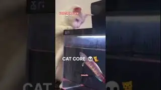 #shorts // CAT CORE VIDEO 💀//