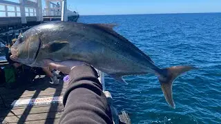 Busselton Jetty Samson Fish and Sharks!!!