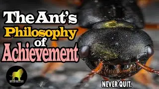 The Ant Philosophy of Achievement | Motivational Video (Jim Rohn) w/ uploaded subtitles