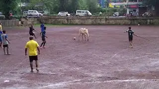 Footballer cow @Mardol Ponda Goa video by Shubham Mardolkar - Part 2
