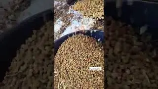 Chana Pulse Crop Harvesting Vlog l Organic Pulse Production 🌿🌾 l #nature #agriculture #shorts