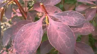 BERBERIS o agracejo rojo: Berberis thumbergii 
