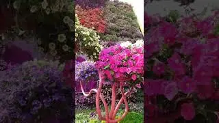 Красивые цветы 🌸🌿 Beautiful blooming flowers