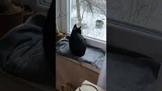 Зима опять там... ) #оле7 #ластёна #catbehavior #cat #котофейка #gatos #cats #котики #кошка #котик