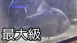 ド完品！最大級ピラニアとワイルド過背金龍・ピラニア混泳？？