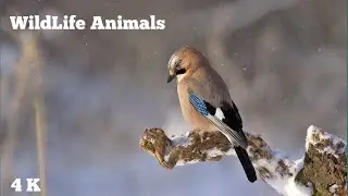 WildLife Animal 4K Video | Nature Video | Relaxing Music With Beautiful Animals Activity