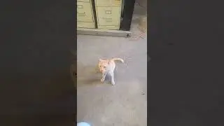 #catlovers #meow #tiger #kiki