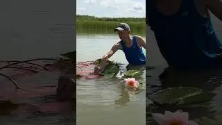 Нимфеи с огромными розовыми цветами, вместо неприжившихся белых