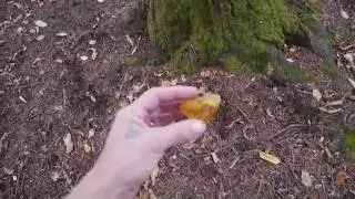 Bleeding Cherry Tree