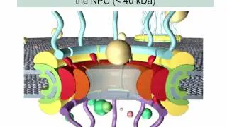 Andr&eacute; Hoelz, Caltech: The Near-Atomic Structure of the Human Nuclear Pore Complex (2016)