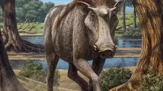 A história da evolução dos porcos 🐷 | IFSP- Jundiaí