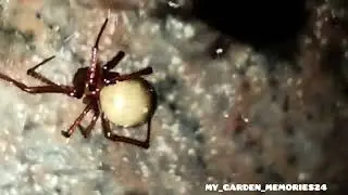 Meta menardi | The&nbsp;European Cave Spider | Long Jawed Orb weaving spider 🕷