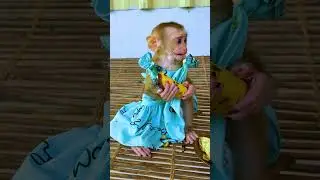 Hilarious ChavChav Very Brave To Eat Very Sweet Bananas Without Telling Her Sibling
