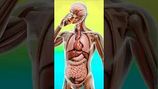 One sip of alcohol can start a tiny war inside your body 👅😲#shorts #alcohol