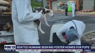 Seattle Humane has 'urgent need' for foster parents following large transfer of dogs | FOX 13 Seattl