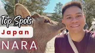 Nara Guide: Top Attractions in One Day!
