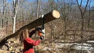 Roadside Firewood Logging Day 1... Kicking ASH and takin names