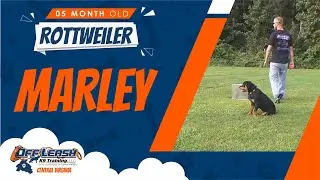 5 m/o Rottweiler (Marley)  | Best Dog Trainers In Richmond | Richmond Virginia Dog Training