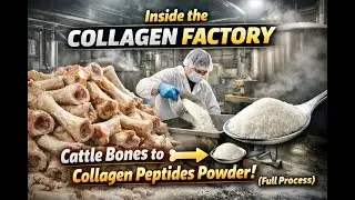 Inside the Collagen Factory: Cattle Bones to Collagen Peptides Powder! 🦴➡️🥄 (Full Process)