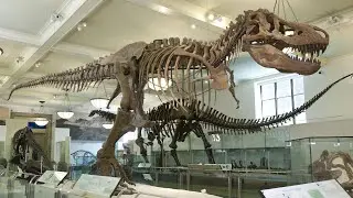 Museum tour part 7 hall of dinosaurs and other extinct animals 🦖🦕 🦣🦤