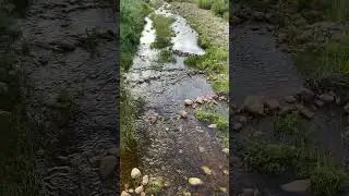Afternoon Stream
