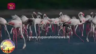 Mannar Tourism Flemingos