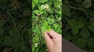 6 leaf clover (52번)(으스스한모양)