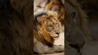 The Most Powerful & The Handsome Lions of Kruger National Park | #lion #wildlife #animals #shorts