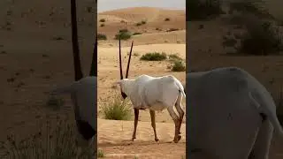 Up Close and Personal with an Arabian Oryx in Dubai Desert Conservation Reserve - Part One