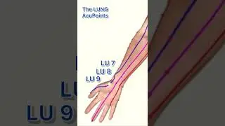 The LUNG meridian acupuncture points #acupuncturepoints