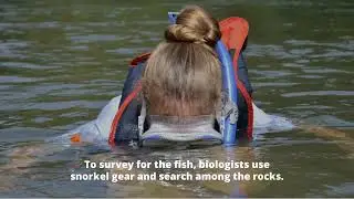 Leopard Darter Survey