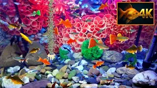 Cat TV Fish Tank 4K | 8 Hours of Tropical Fish for Cats to Watch