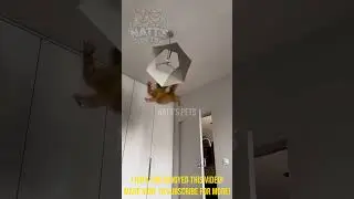 Daredevil Cat Jumps Compilation #CatJump #FunnyCats #AnimalFails