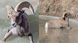 Utah man rescues bighorn sheep from icy San Rafael River