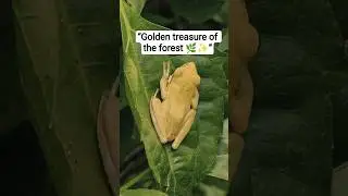 The Tiny World | A Rare Golden Frog in the Wild #nature #insects