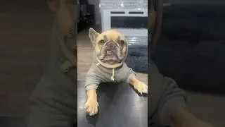 He is a wise boi 🐾 #dogparent #frenchbulldog #furkid #dogs #goodboy #whereimfrom