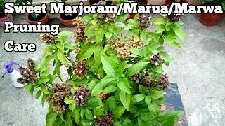 Grow Marwa/Marua/Marjoram/Thai Basil(Complete care instructions)