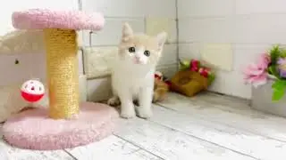 ビーチ×メタから生まれたマンチカンの長足ちゃん❤︎③