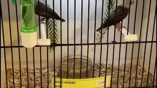 Stratford bird sale 5/12/2021 part 2 of 3
