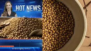 Soybean Prices Crash in April 2025 | What Farmers & Traders Must Know Now!