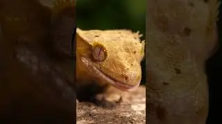 Gecko or reptile on a trunk closeup shot #shorts #gecko #reptiles