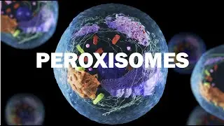 Peroxisomes I GATEXL I CUETPG I NEET I BSC