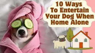 10 Ways To Entertain Your Dog When Home Alone #dog #dogtips #entertaining #homealone