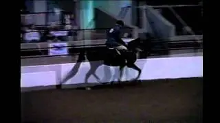 SOLD! MANCINI: Morgan Gelding For Sale on Morganshowcase