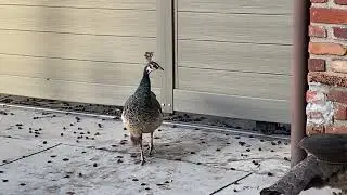 Peahen Nova Still Missing Ms Crooky?
